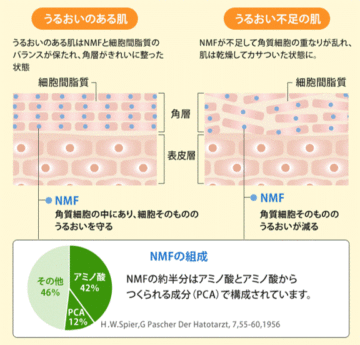 潤いのある肌と潤いのない肌,天然保湿因子(NMF)
