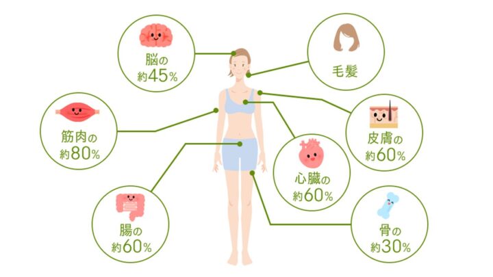 身体におけるたんぱく質の占める割合