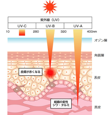 紫外線の種類と肌への影響