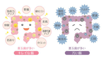 腸内環境とニキビ