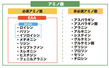 EAA,BCAA,必須アミノ酸