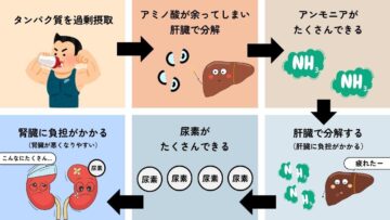 たんぱく質過剰摂取による肝臓と腎臓への負担